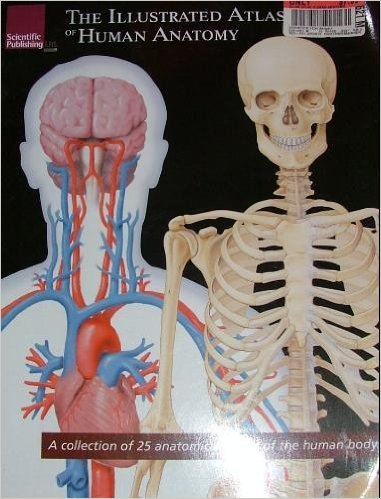 9781932922479: The Illustrated Atlas of Human Anatomy: A Collection of 25 Anatomical Charts of the Human Body