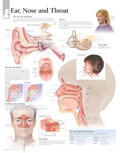 Ear, Nose & Throat chart: Wall Chart (9781932922684) by [???]