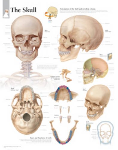 The Skull: Wall Chart (9781932922882) by [???]