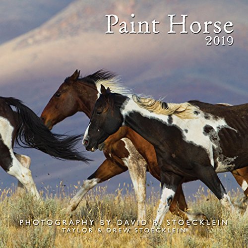 9781933192321: 2019 Paint Horse Calendar