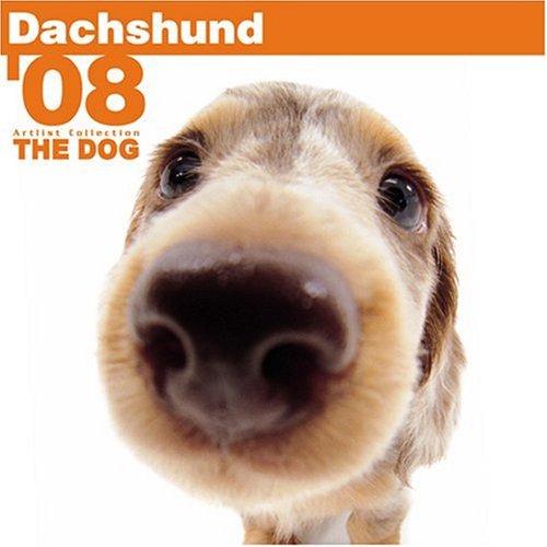 Dachshund 2008 Square Wall Calendar (German, French, Spanish and English Edition) (9781933839622) by BrownTrout Publishers