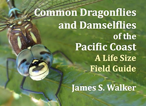 Stock image for Common Dragonflies and Damselflies of the Pacific Coast: A Life Size Field Guide for sale by Goodwill Southern California