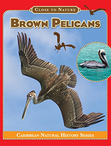 Stock image for Brown Pelicans for sale by ThriftBooks-Dallas