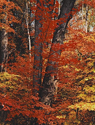 Stock image for In Wildness Is the Preservation of the World for sale by Better World Books