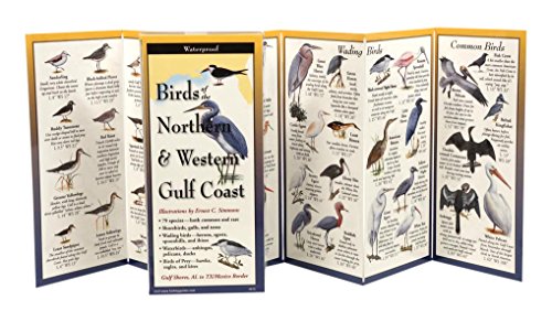 Stock image for Birds of the Northern & Western Gulf Coast for sale by HPB Inc.