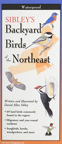 9781935380085: Sibley's Backyard Birds of New England & Northern New Yok