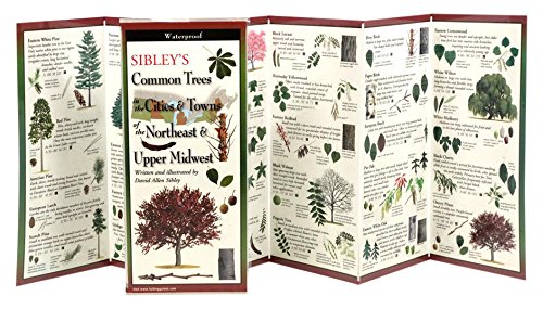 Beispielbild fr Sibley's Common Trees in the Cities & Towns of the Northeast & Upper Midwest zum Verkauf von Better World Books