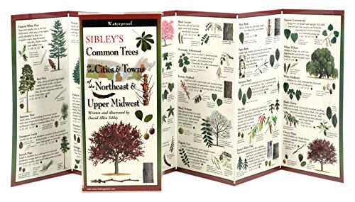 9781935380498: Sibley's Common Trees in the Cities & Towns of the Northeast & Upper Midwest