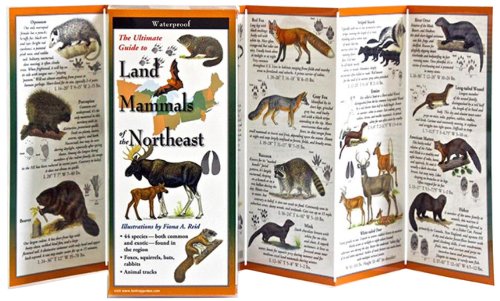 Imagen de archivo de Land Mammals of the Northeast (Foldingguides) a la venta por Lakeside Books
