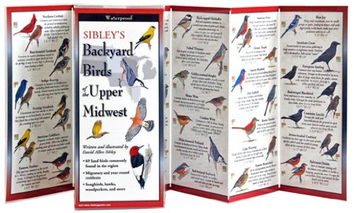 Imagen de archivo de Sibley's Backyard Birds of the Midwest a la venta por GF Books, Inc.