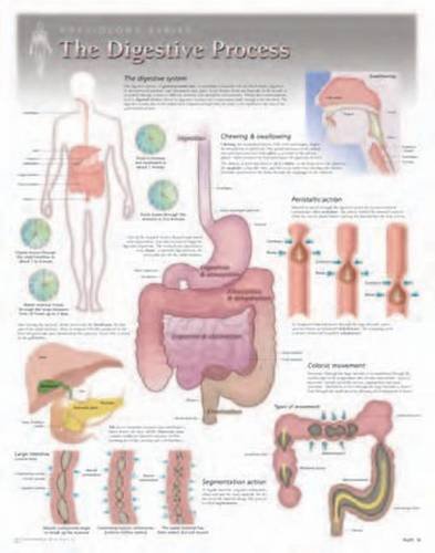 The Digestive Process Wall Chart: 8150 (9781935612056) by [???]