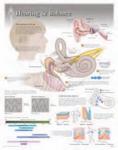 9781935612070: Hearing & Balance Laminated Poster