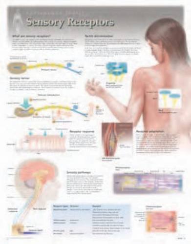 Sensors & Receptors Wall Chart: 8251 (9781935612117) by [???]