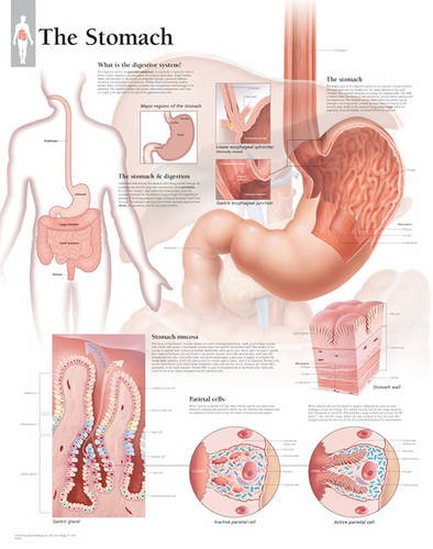 Stock image for Stomach Laminated Poster (Anatomical Wall Charts) for sale by Revaluation Books