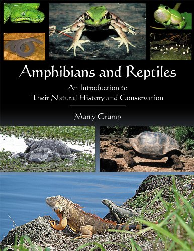 Beispielbild fr Amphibians and Reptiles: An Introduction to Their Natural History and Conservation zum Verkauf von Irish Booksellers