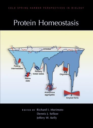 Stock image for Protein Homeostasis for sale by Books Puddle