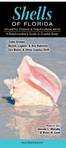 Stock image for Shells of Florida-Atlantic Ocean & Florida Keys: A Beachcomber  s Guide to Coastal Areas for sale by HPB-Diamond
