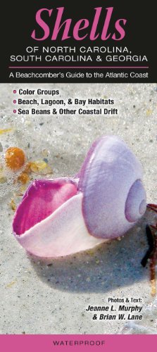 9781936913244: Shells of North Carolina, South Carolina & Georgia: A Beachcomber’s Guide to the Atlantic Coast (Common and Notable Species)