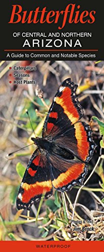 Stock image for Butterflies of Central & Northern Arizona for sale by Bookmans