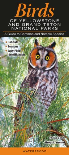 Stock image for Birds of Yellowstone & Grand Teton National Parks: A Guide to Common & Notable Species for sale by SecondSale