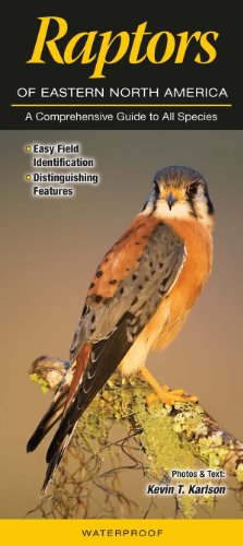 Beispielbild fr Raptors of Eastern North America: A Comprehensive Guide to All Species zum Verkauf von HPB-Ruby