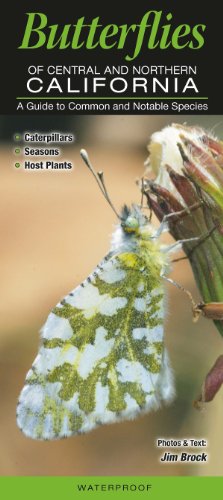 Stock image for Butterflies of Central & Northern California: A Guide to Common & Notable Species for sale by Ergodebooks