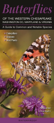 Stock image for Butterflies of the Western Chesapeake: Washington DC, Maryland & Virginia: A Guide to Common & Notable Species (Quick Reference Guides) for sale by Wonder Book
