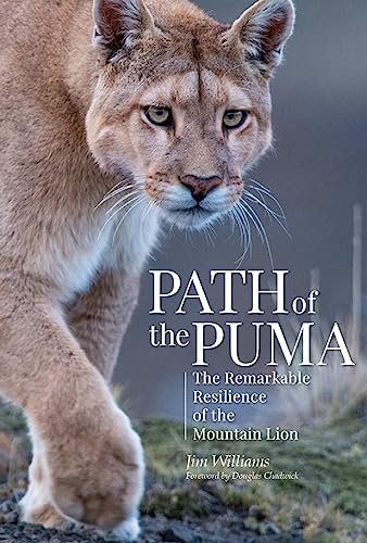 Beispielbild fr Path of the Puma The Remarkable Resilience of the Mountain Lion zum Verkauf von PBShop.store US