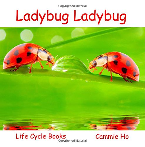 Beispielbild fr Ladybug Ladybug zum Verkauf von Better World Books