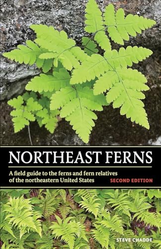 Beispielbild fr Northeast Ferns zum Verkauf von GreatBookPrices