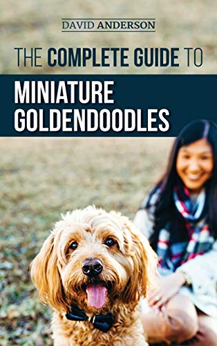 9781952069536: The Complete Guide to Miniature Goldendoodles: Learn Everything about Finding, Training, Feeding, Socializing, Housebreaking, and Loving Your New Miniature Goldendoodle Puppy