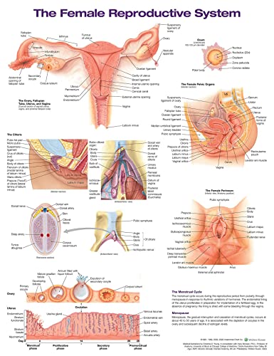 Beispielbild fr The Female Reproductive System Anatomical Chart zum Verkauf von Monster Bookshop