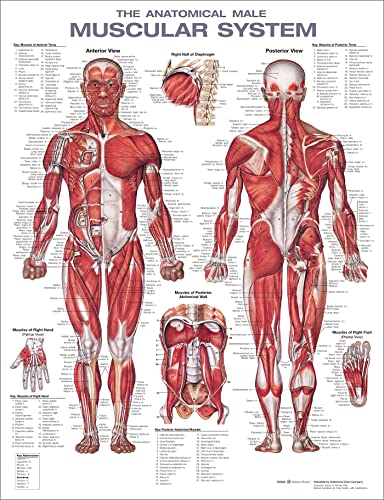 Stock image for The Anatomical Male Muscular System Anatomical Chart for sale by PBShop.store US