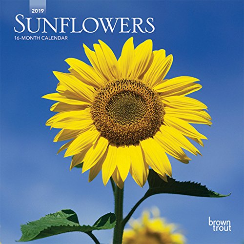 Imagen de archivo de Sunflowers 2019 Calendar a la venta por Reuseabook