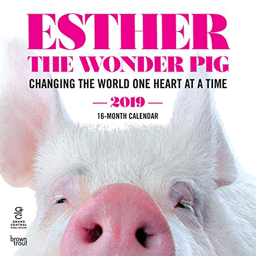 Stock image for Esther the Wonder Pig 2019 12 x 12 Inch Monthly Square Wall Calendar by Hachette, Inspiration Motivation Designer Pig Animals (Multilingual Edition) for sale by Ergodebooks