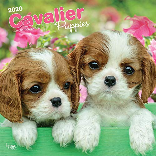 Beispielbild fr Cavalier Puppies 2020 Calendar zum Verkauf von Reuseabook