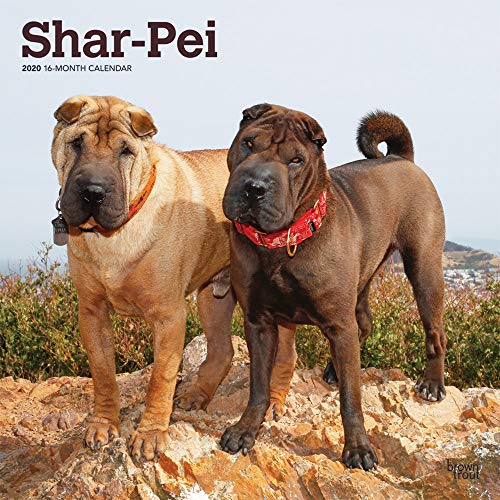 Stock image for Shar Pei 2020 Square Wall Calendar for sale by medimops