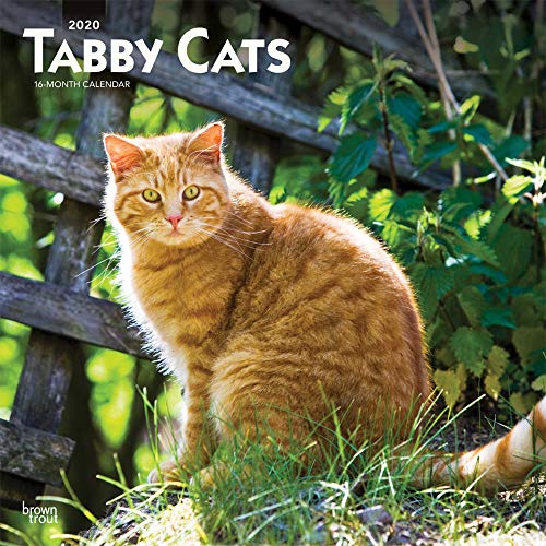 9781975409845: Tabby Cats 2020 12 x 12 Inch Monthly Square Wall Calendar,  Animals Cats (English, French and Spanish Edition) - BrownTrout Publishers  Inc.: 1975409841 - AbeBooks