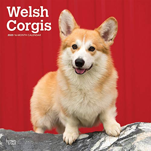 Stock image for Welsh Corgis 2020 Square Wall Calendar for sale by medimops