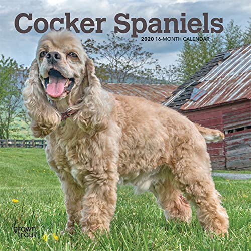 Beispielbild fr Cocker Spaniels 2020 7 x 7 Inch Monthly Mini Wall Calendar, Animals Mixed Dog Breeds zum Verkauf von Save With Sam