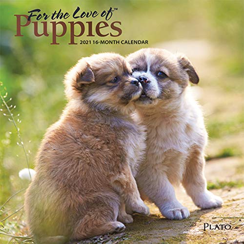 Stock image for For the Love of Puppies 2021 7 x 7 Inch Monthly Mini Wall Calendar with Foil Stamped Cover by Plato, Animals Dog Breeds Puppies for sale by SecondSale