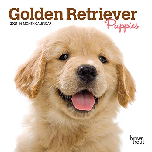 Imagen de archivo de Golden Retriever Puppies 2021 7 x 7 Inch Monthly Mini Wall Calendar, Animals Dog Breeds Puppies a la venta por Books Unplugged