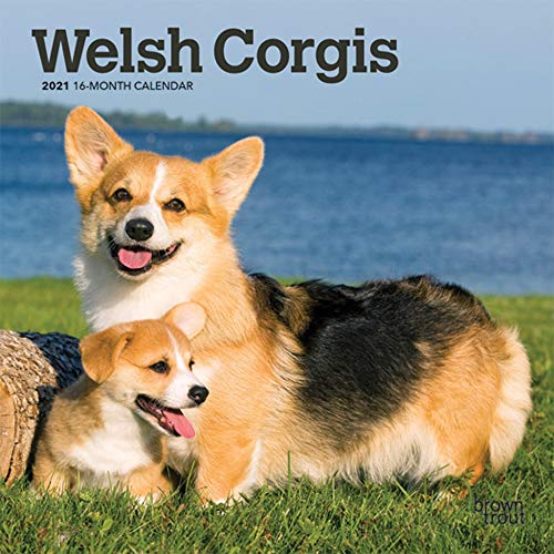 Beispielbild fr Welsh Corgis 2021 7 x 7 Inch Monthly Mini Wall Calendar, Animals Dog Breeds zum Verkauf von Book Deals