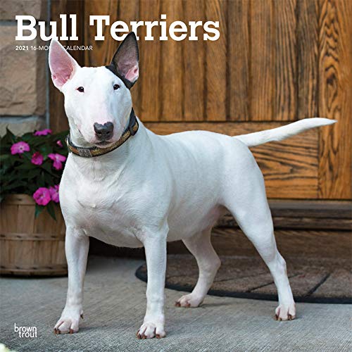 Bull Terriers 2021 12 x 12 Inch Monthly Square Wall Calendar, Animals