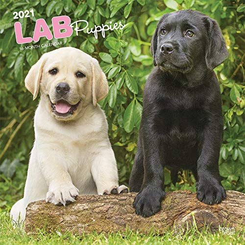 Beispielbild fr Lab Puppies 2021 12 x 12 Inch Monthly Square Wall Calendar, Animals Dog Breeds Retriever Puppy zum Verkauf von Books Unplugged