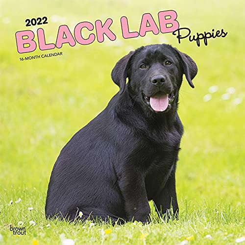 Beispielbild fr Black Labrador Retriever Puppies Calendar 2022 -- Deluxe 2022 Black Lab Puppies Wall Calendar Bundle with Over 100 Calendar Stickers zum Verkauf von Big River Books
