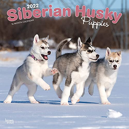 Beispielbild fr Siberian Husky Puppies 2022 12 x 12 Inch Monthly Square Wall Calendar, Animal Dog Breeds DogDays zum Verkauf von Big River Books