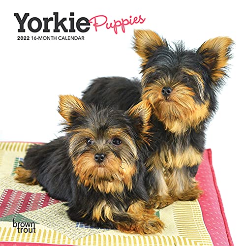 Imagen de archivo de Yorkie Puppies 2022 7 x 7 Inch Monthly Mini Wall Calendar, Animals Small Dog Breeds Yorkshire Terrier DogDays a la venta por GF Books, Inc.