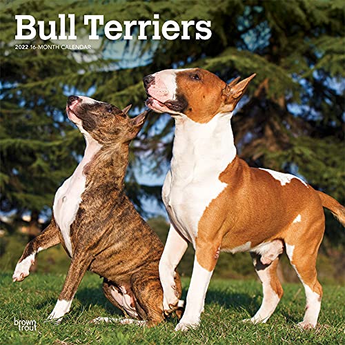 Beispielbild fr Bull Terriers 2022 12 x 12 Inch Monthly Square Wall Calendar, Animals Dog Breeds DogDays zum Verkauf von Big River Books