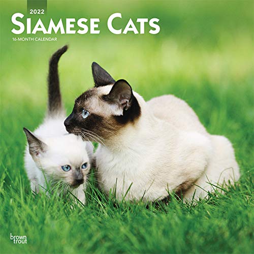 Imagen de archivo de Siamese Cats 2022 12 x 12 Inch Monthly Square Wall Calendar, Animals Kittens Feline a la venta por GF Books, Inc.